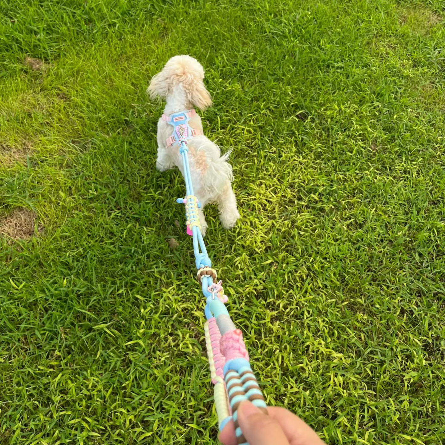Small dog on a colorful leash held by a person on grass
