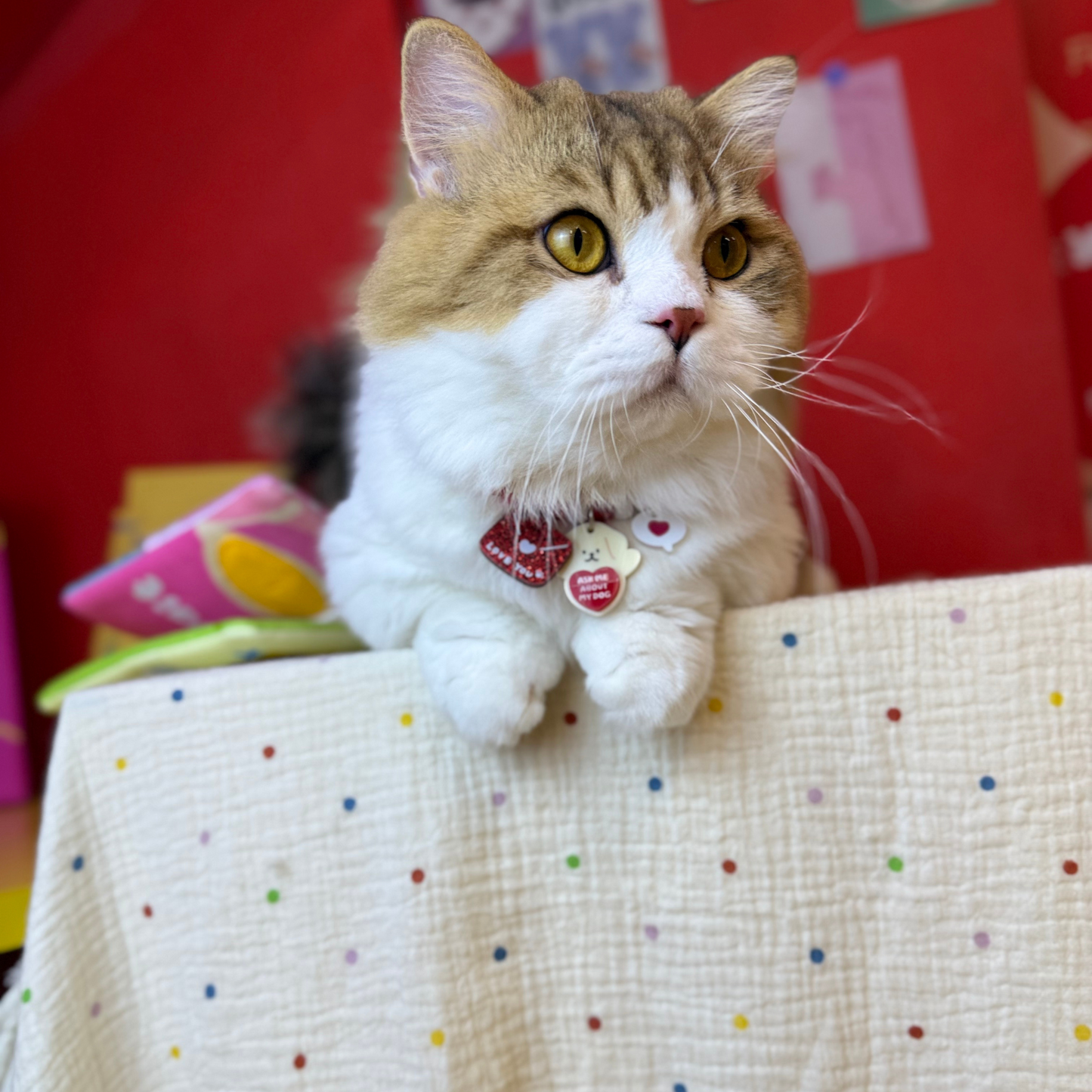 Cat with custom pet necklace on a polka dot surface against a red background
