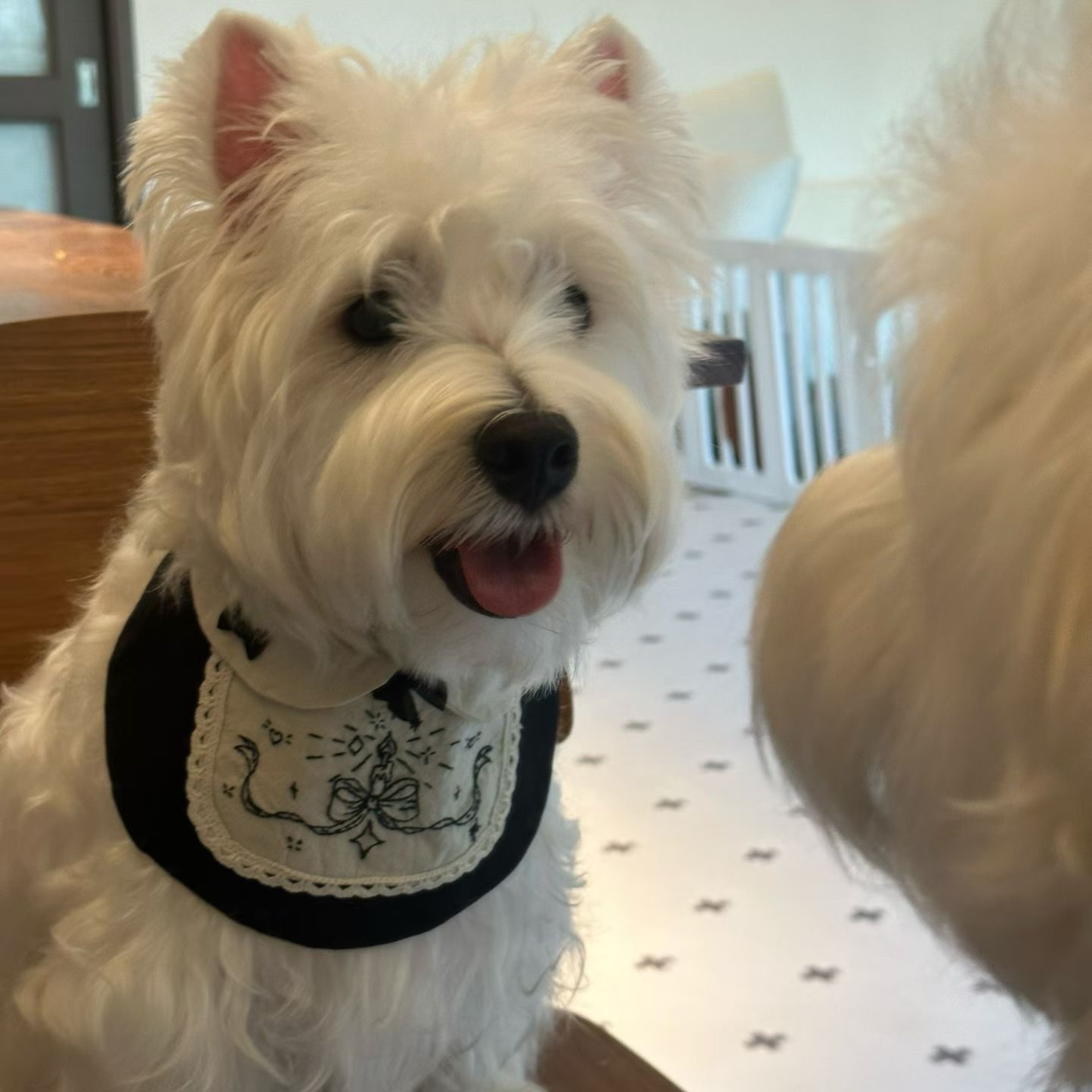 White dog wearing a black and white bandana with a bow design, sitting indoors.