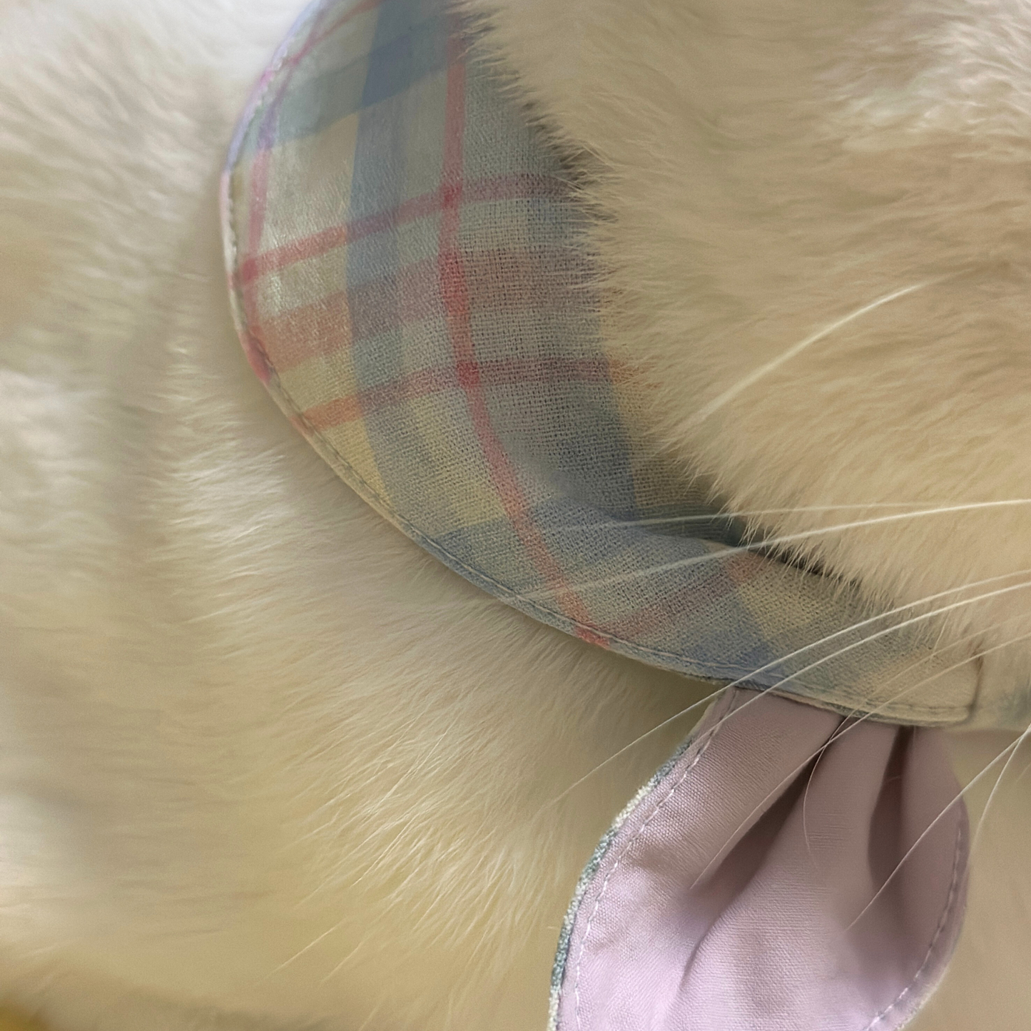 Close-up of a pet bandanaon a white cat's neck