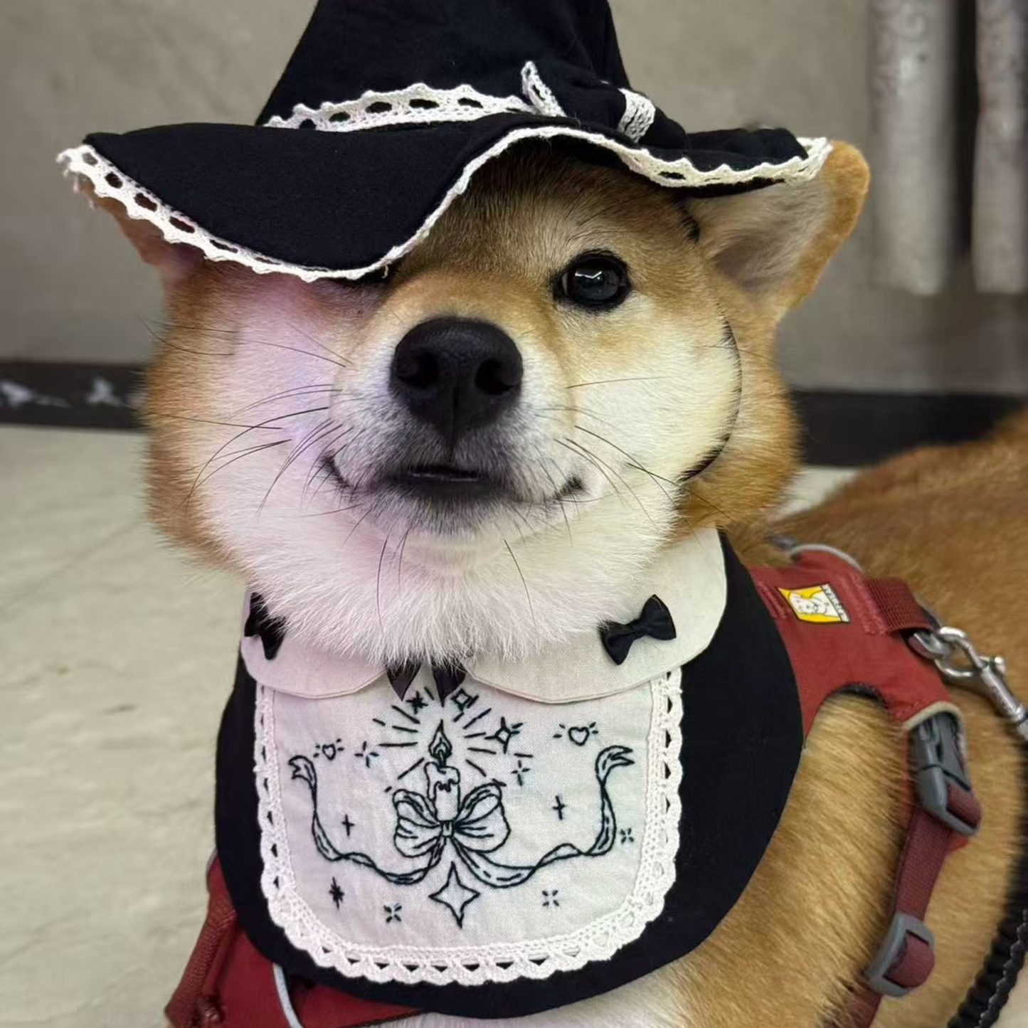 Dog wearing a witch costume with a hat and apron.