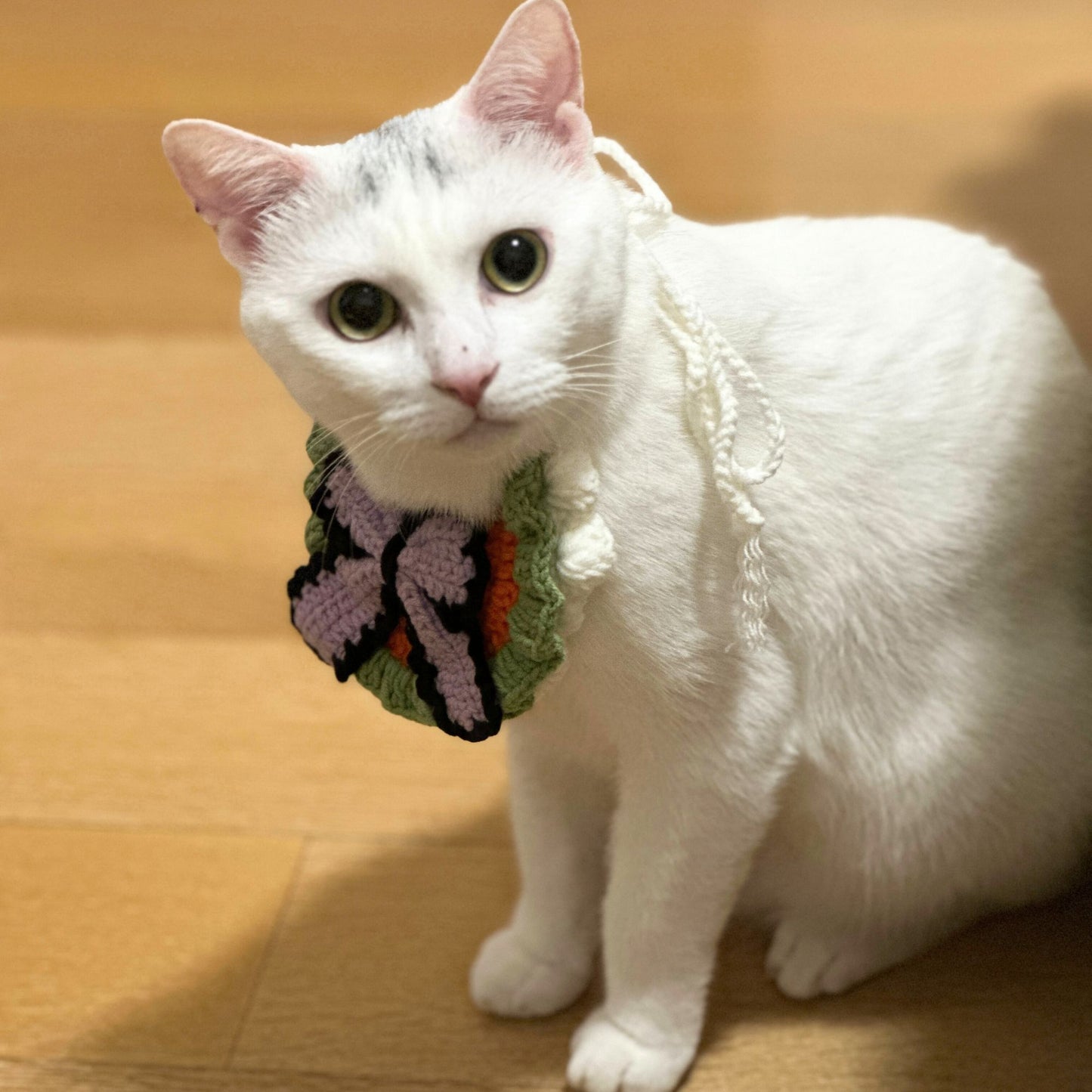 White cat wearing a colorful knitted sweater on a wooden floor