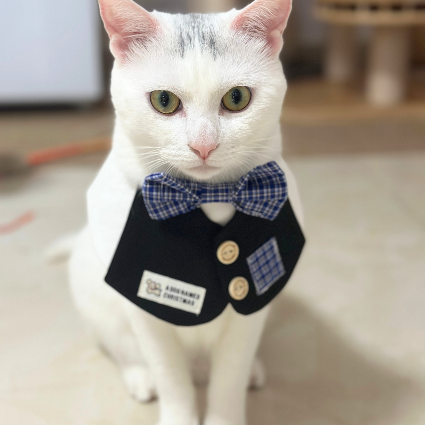 White cat with green eyes wearing navy blue formal bib with blue plaid bow tie and wooden buttons, sitting indoors
