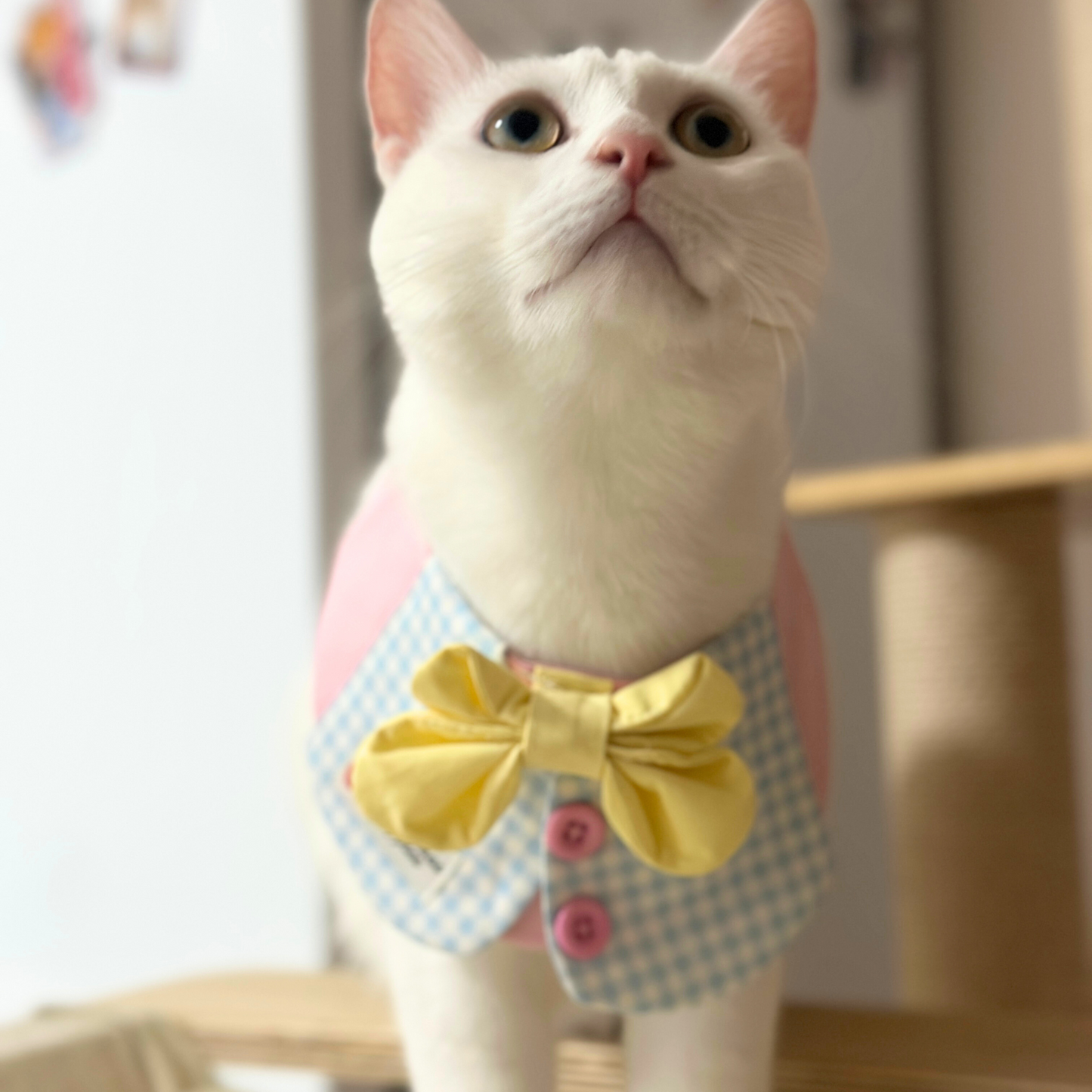 White cat with green eyes wearing pink and blue gingham pet bib with yellow bow tie and pink buttons, looking upward indoors - cute cat modeling pet accessories