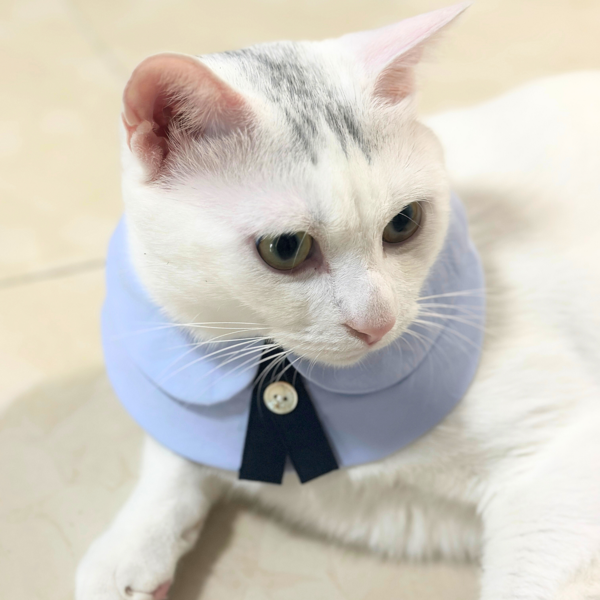 White cat wearing a light blue collar with a button on a beige background