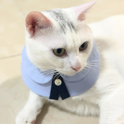 White cat wearing a light blue collar with a button on a beige background