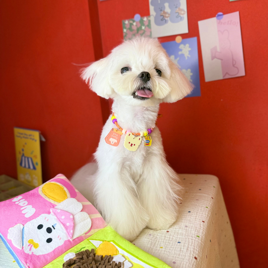 Small white dog with colorful pet necklace sitting on a chair against a red wall with children's drawings.