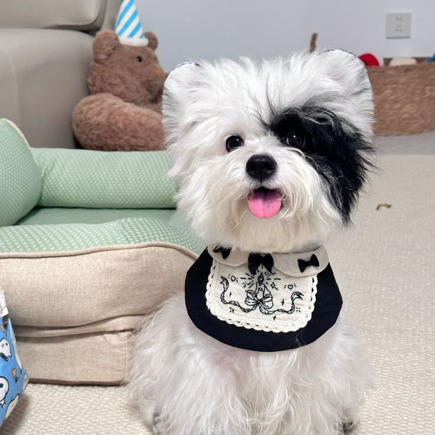 Small white dog with black markings on face wearing a black outfit with a white bib indoors.
