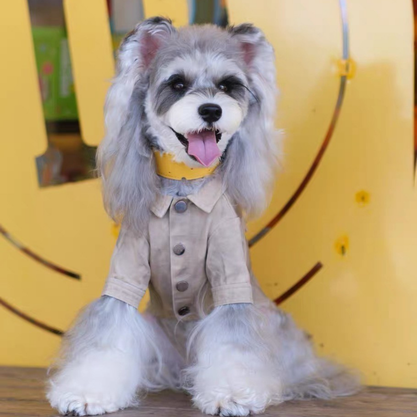 Adorable small dog wearing a beige button-up shirt and yellow collar, sitting and smiling with tongue out against a yellow background
