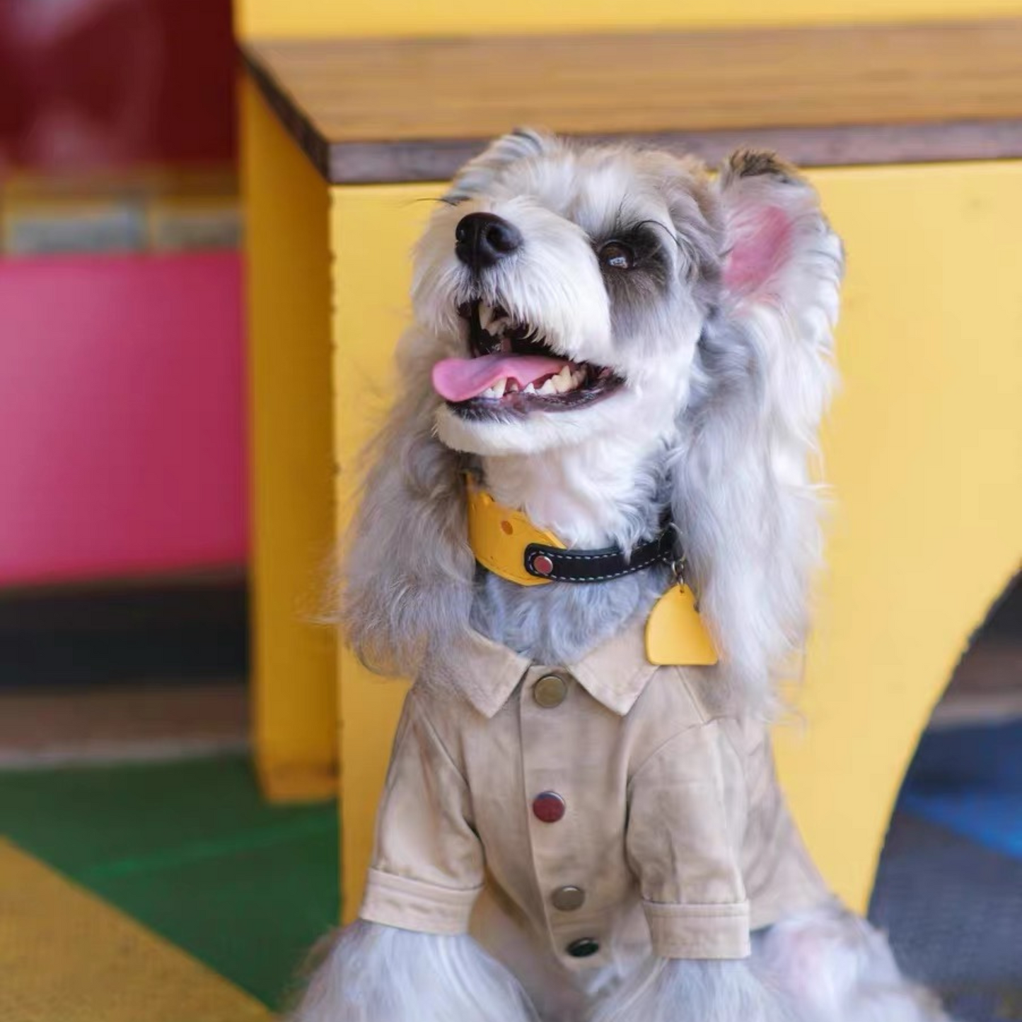 Cute dog in stylish beige shirt and yellow collar - pet fashion portrait photography