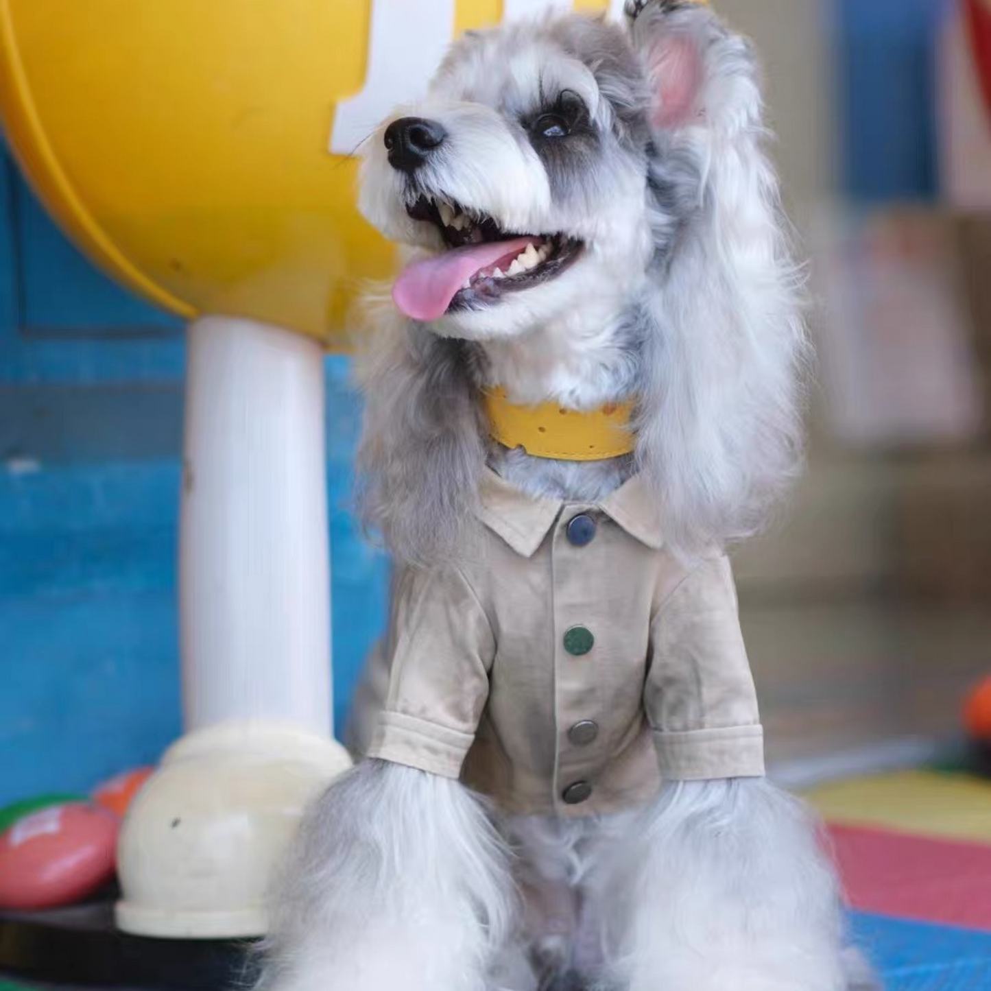 Cute dog in stylish beige shirt and yellow collar - pet fashion portrait photography