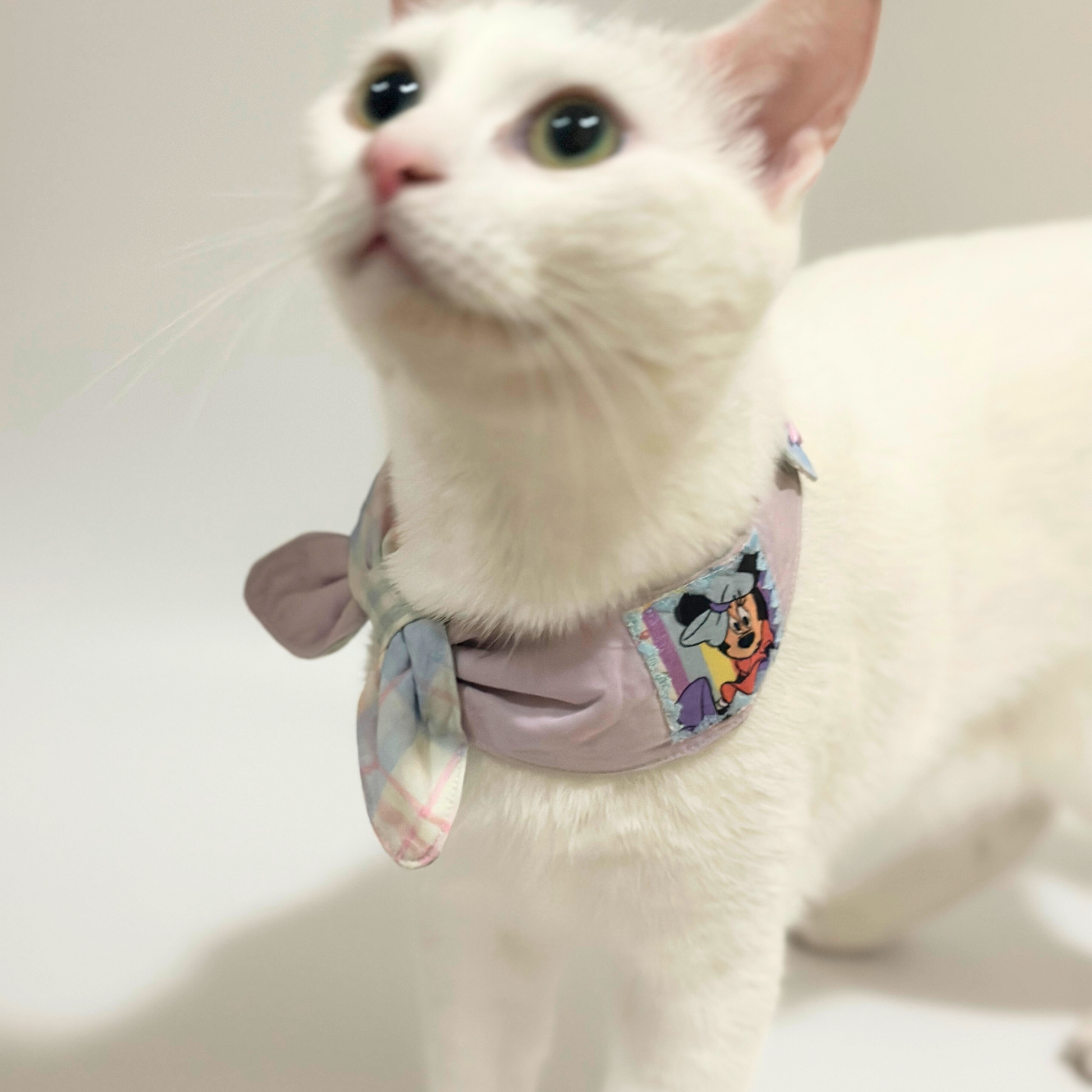 White cat wearing a colorful bandana on a plain background