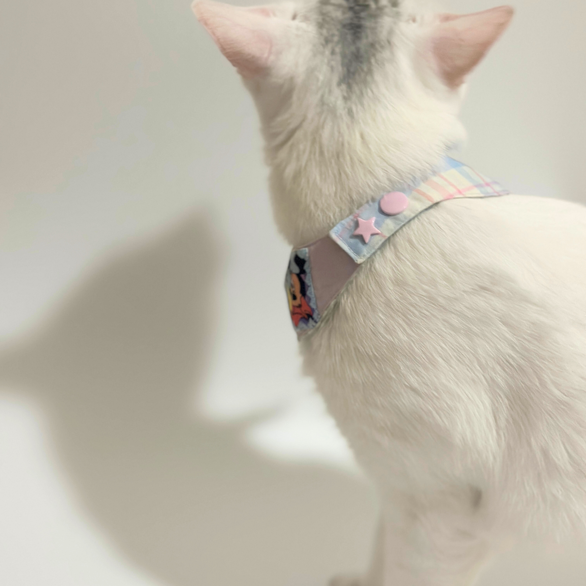 Cat wearing a colorful bandana with stars and hearts on a white background
