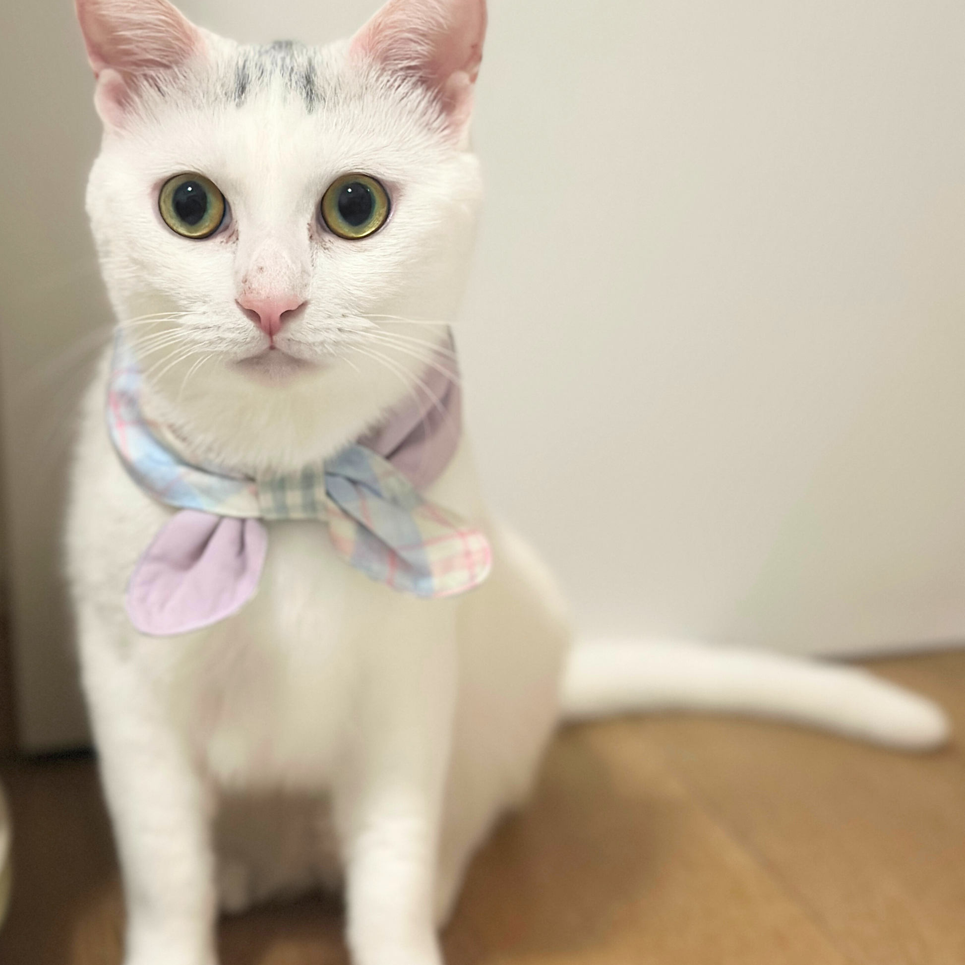 White cat wearing a colorful bandana on a neutral background