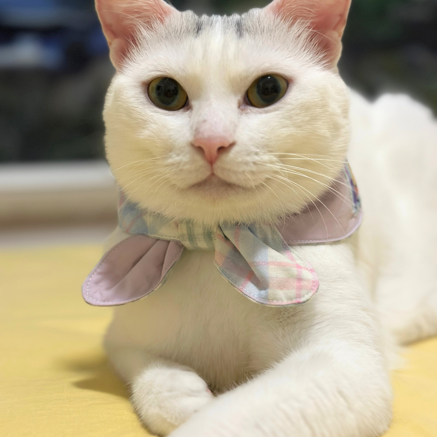 White cat wearing a checkered bow tie on a blurred background
