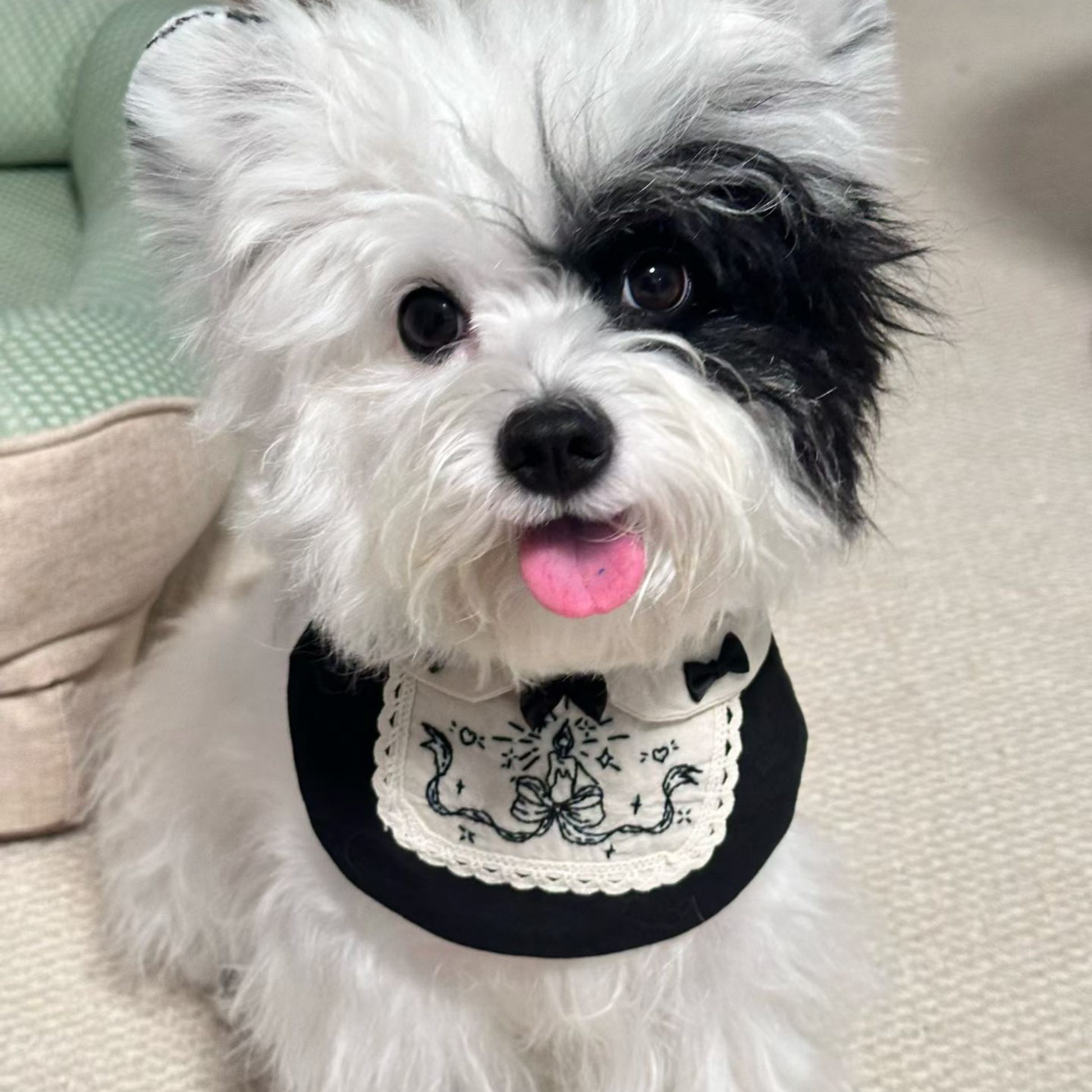 Small white dog with black face wearing a black bandana with a white design, sitting on a beige couch.